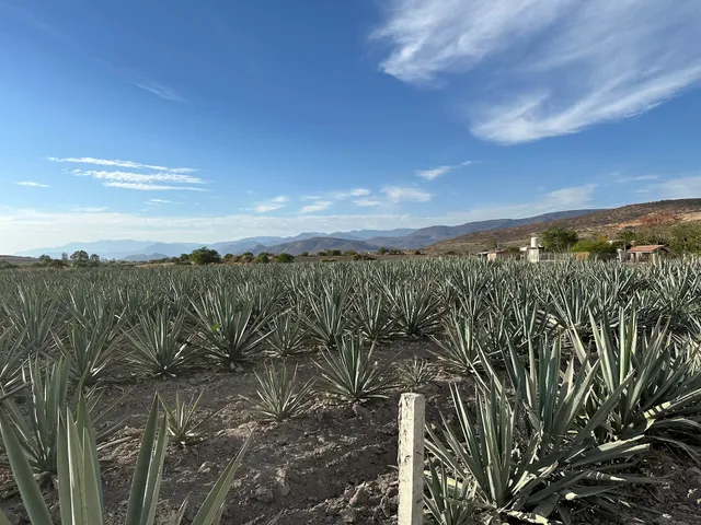 Mezcal Tour Oaxaca