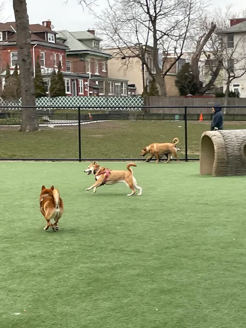 Washington Park Dog Run