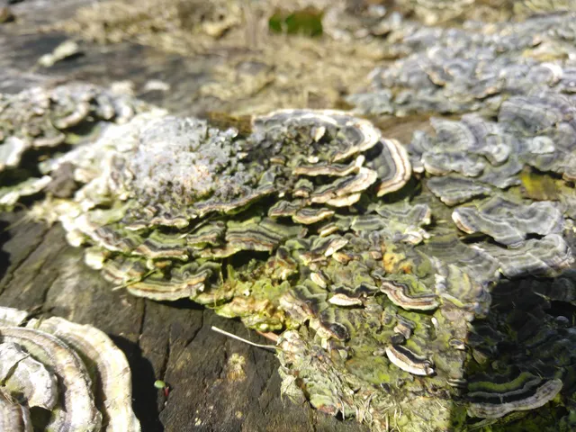 Comstock Twp Parks & Rec Department