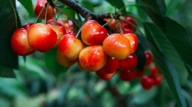 Organic Fruit Tree And Herb