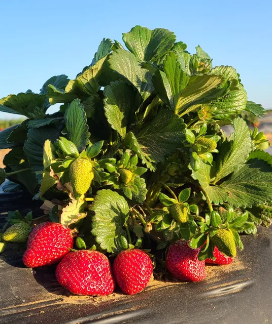 Stevens Farm and Ranch - Strawberry farm