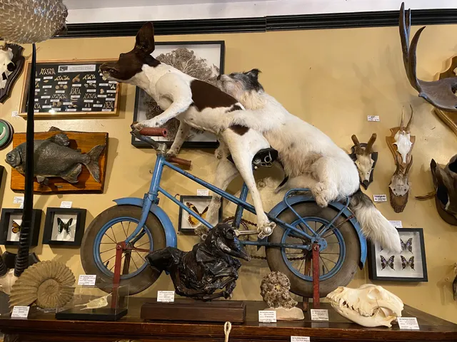 Het Rariteiten Kabinet