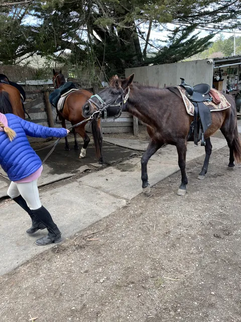 Point Reyes Arabian Adventures