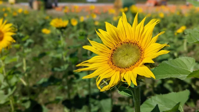 Spanish Trail Farms, Inc.