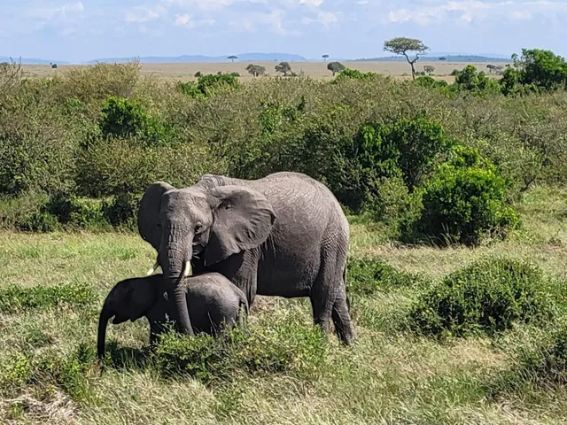 Wilderness Legends African