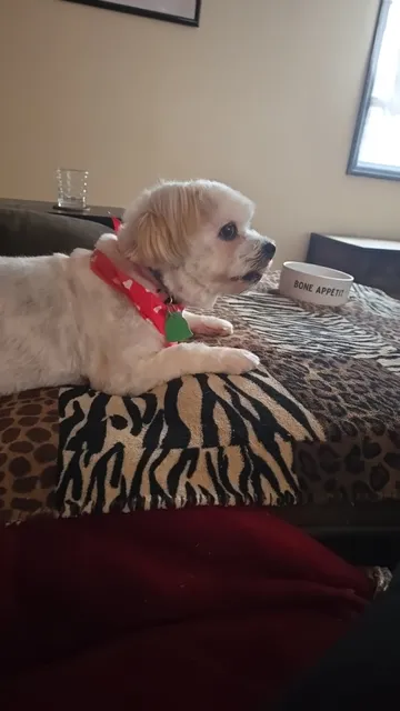 Tarantella's Sudsy Pup, LLC