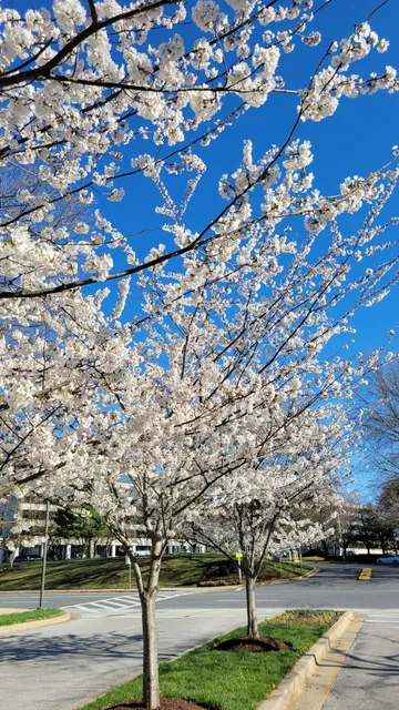 Rockledge Executive Plaza