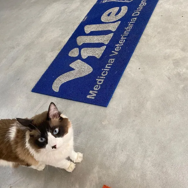 Ville Medicina Veterinária Diagnóstica