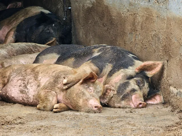 Steven A Baker Hog Farm