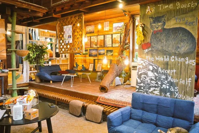 Takana Sensei Rescue Cat Cafe