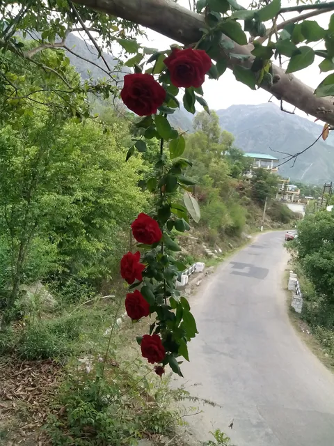 Dharamshala Tours And Travels