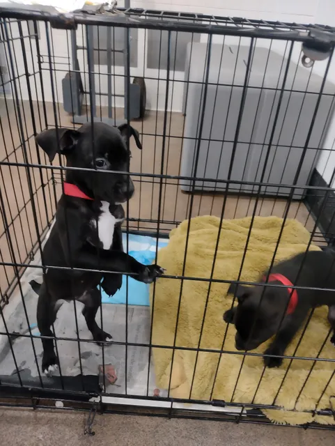 Los Angeles City East Valley Animal Shelter