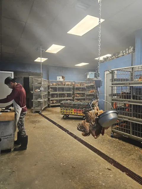 Bridgeport Live Poultry