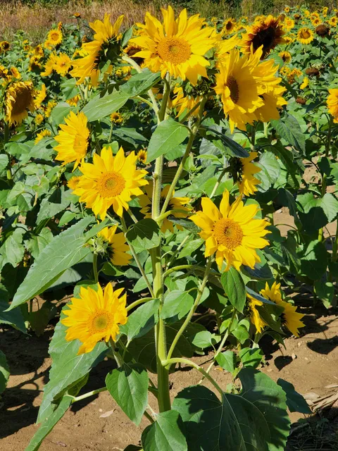 McMonigle Farms Market