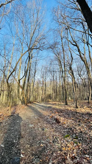 Carpenter's Woods