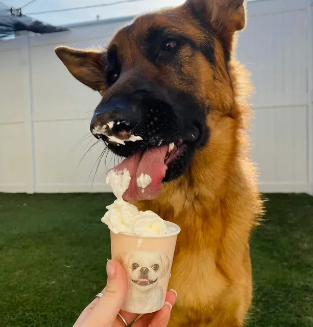 Hounds Town - Smithtown