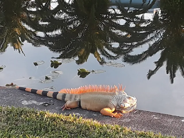 Mainlands Section 6 Civic Association