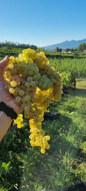 Azienda Agricola Cantina Giannecchini