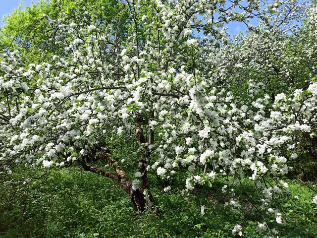 Bittsevskiy Park, Zabroshennyy Yablonevyy Sad Sovkhoza Krasnyy Mayak