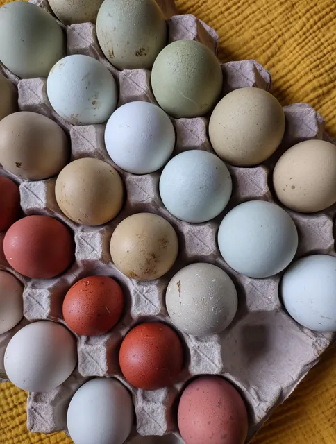 Seven Oaks Farm & Feed