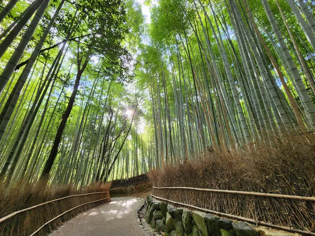 Bamboo walkway