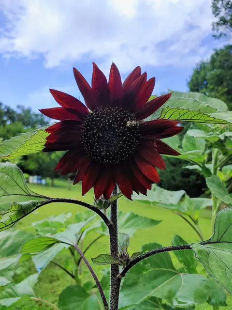 The Lavender On K&S Farm