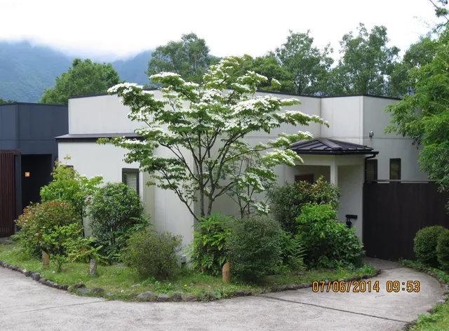 Yuhri Yufuno Healing Lily