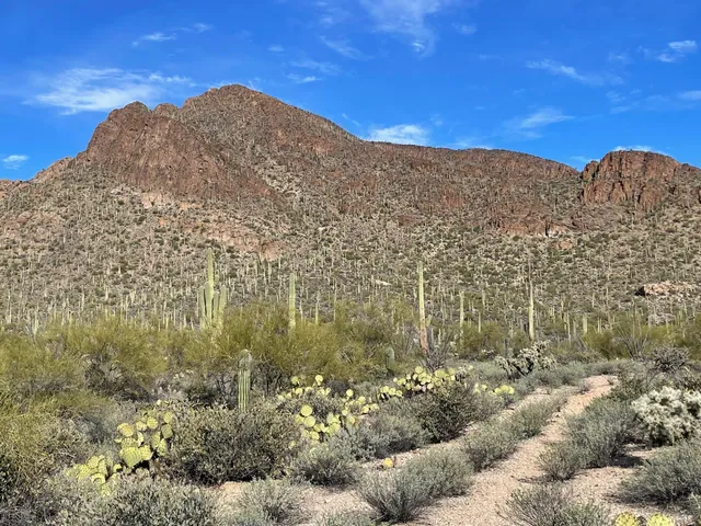 Tucson Mountain Park
