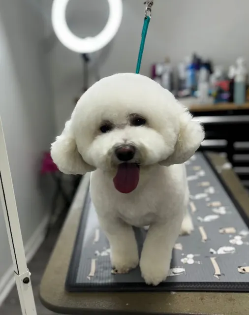 Doghouse Grooming Salon