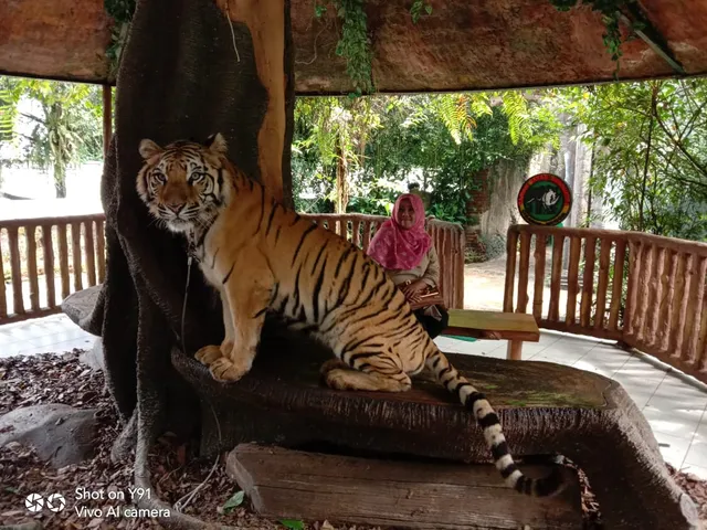 Train Baby Zoo Safari Park