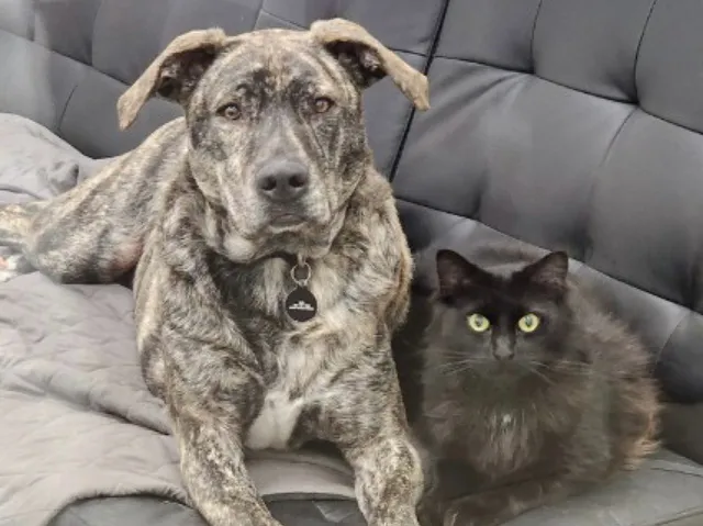 Midwest City Animal Welfare