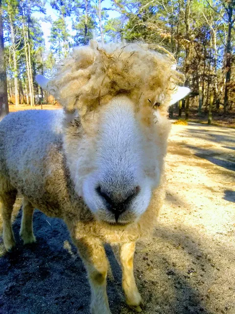 Long Island Yarn and Farm