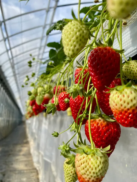 Himeji Heartful Strawberry Farm