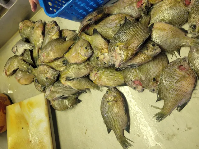 Marblehead Fish Cleaning