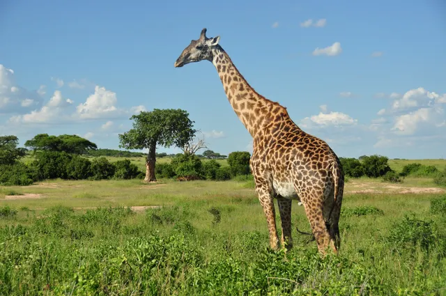 RUAHA NATIONAL PARK