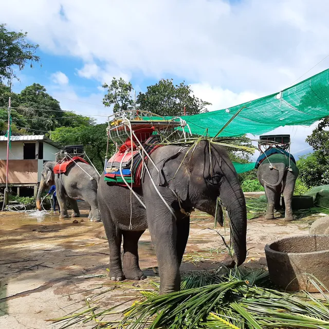 Camp Chang Kalim - elephant camp