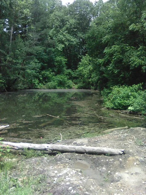 Greene Sullivan State Forest