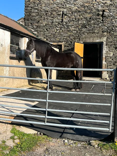 The Friesian Experience Sanctuary - Black Horses at Greenbank Farm