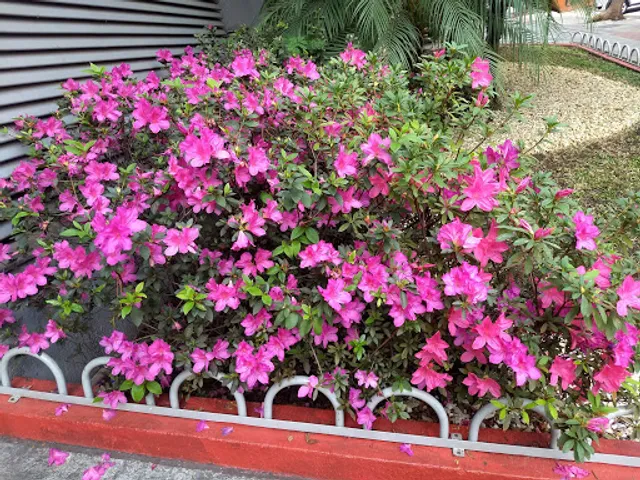 Restaurante e Lanchonete Ana Clara