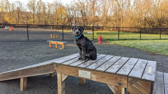 Echo Lake Dog Park