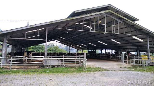 Susu Farmstead Berastagi