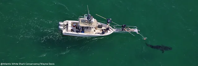 AWSC Shark Center Chatham