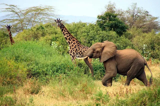 The Insight Tanzania Safaris Limited Company