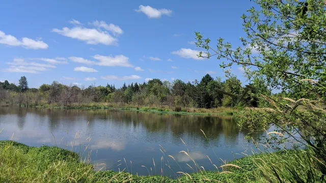 Koll Center Wetlands Park