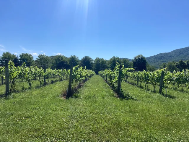Caihailian Vineyard