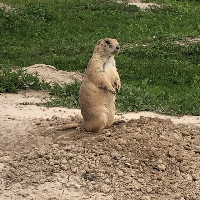 Prairie Dogs Field