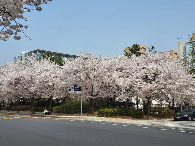 Yeouido Cherry Blossom Festival
