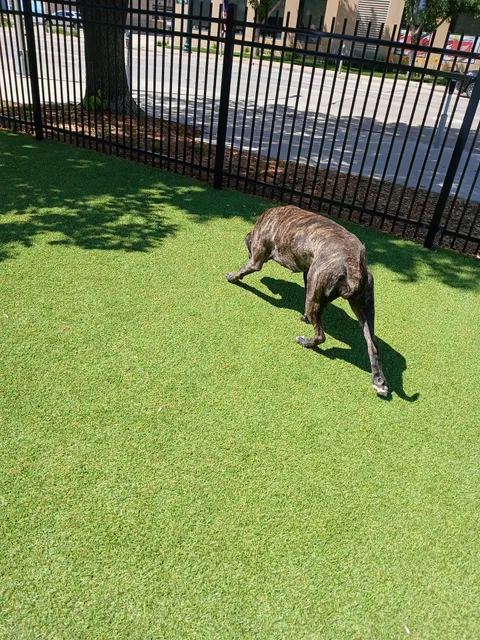 Kirby Dog Park at Fort Sod