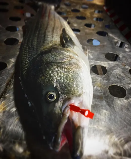 Wellfleet Shellfish Company, Inc.