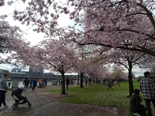 Cherry Blossom Park